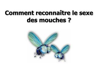 Comment reconnaître le sexe des mouches ?