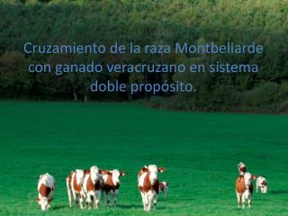 Cruzamiento de la raza Montbeliarde con ganado veracruzano en sistema doble propósito.