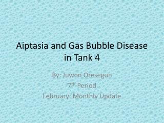 Aiptasia and Gas Bubble Disease in Tank 4