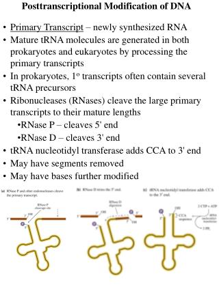 Posttranscriptional Modification of DNA