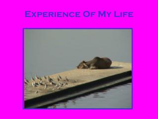 Experience Of My Life