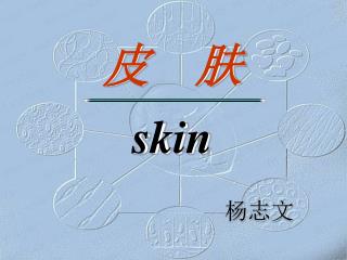 皮 肤 skin