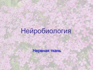 Нейробиология