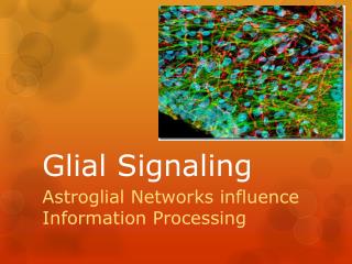 Glial Signaling