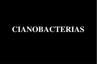 CIANOBACTERIAS