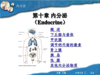 第十章 内分泌 （ Endocrine ）