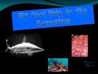 My Cool Trip to the A quarium