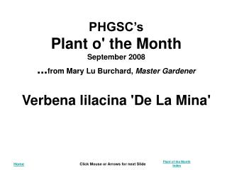 Verbena lilacina 'De La Mina'