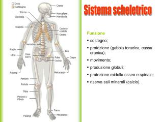 Sistema scheletrico