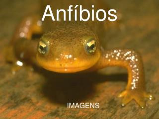 Anfíbios