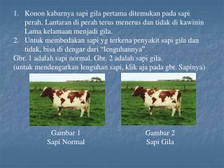 Gambar 1 Sapi Normal