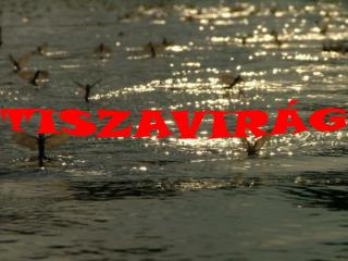 TISZAVIRÁG