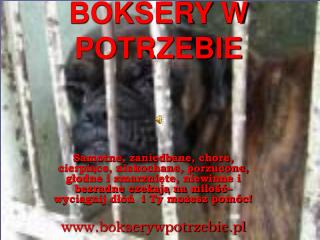 BOKSERY W POTRZEBIE