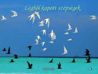 Légből kapott szépségek.