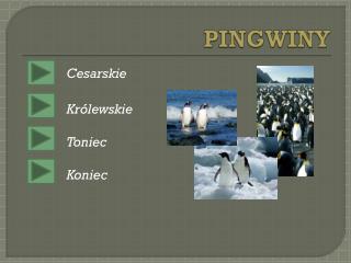 PINGWINY