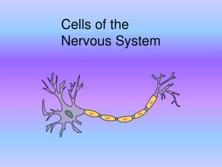 Cells of the Nervous System