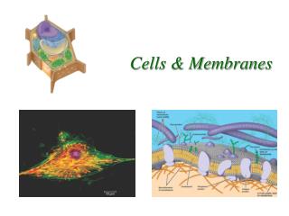 Cells &amp; Membranes