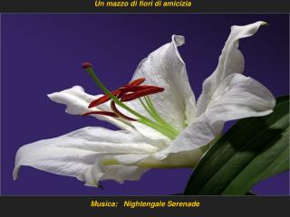 Musica: Nightengale Serenade