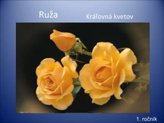 Ruža