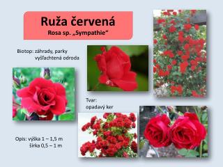 Ruža červená Rosa sp. „Sympathie“