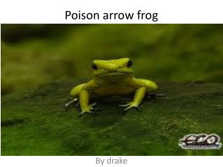 Poison arrow frog
