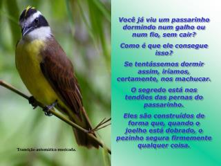 Você já viu um passarinho dormindo num galho ou num fio, sem cair? Como é que ele consegue isso?