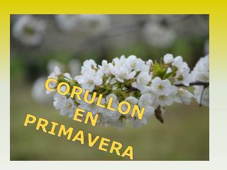 CORULLON EN PRIMAVERA