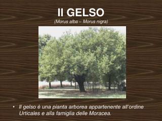 Il GELSO (Morus alba – Morus nigra)