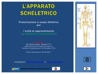 L’APPARATO SCHELETRICO