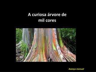 A curiosa árvore de mil cores
