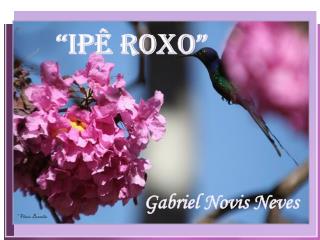 “Ipê Roxo”