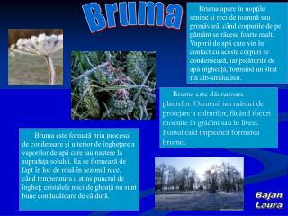 Bruma