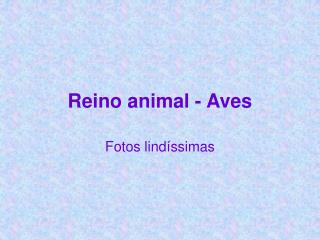 Reino animal - Aves