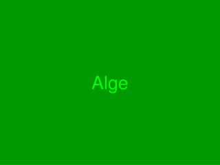 Alge