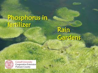 Phosphorus in fertilizer