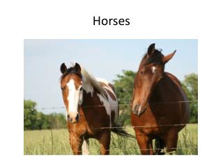 Horses