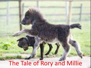 The Tale of Rory and Millie