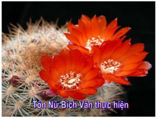 Tôn Nữ Bích Vân thực hiện