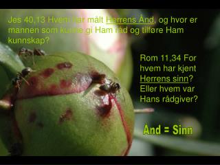 Rom 11,34 For hvem har kjent Herrens sinn ? Eller hvem var Hans rådgiver?