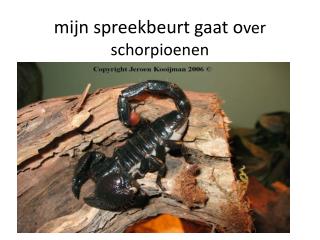 mijn spreekbeurt gaat o ver schorpioenen