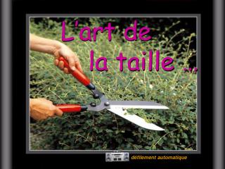 L’art de la taille …