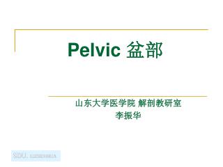 Pelvic 盆部