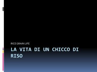 La vita di un chicco di riso