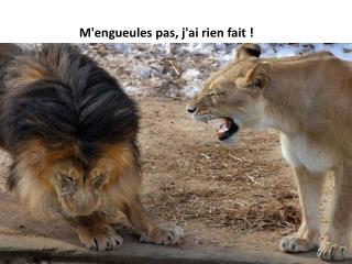 M'engueules pas, j'ai rien fait !      