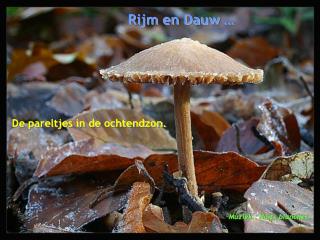 Rijm en Dauw …