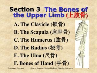 Section 3 The Bones of the Upper Limb ( 上肢骨 )