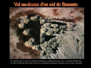 Vol au-dessus d'un nid de flamants