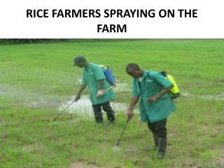 RICE FARMERS SPRAYING ON THE FARM