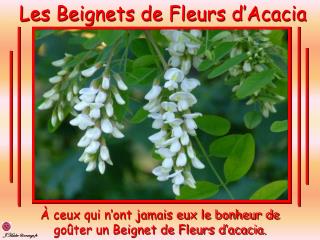 Les Beignets de Fleurs d’Acacia