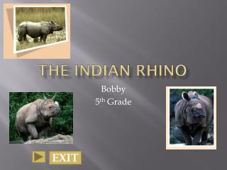 The Indian Rhino